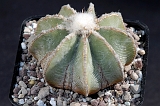 Aztekium Hintonii d. 6,5 75.00 €